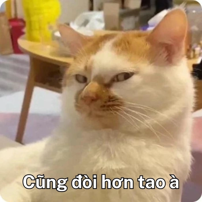 ảnh meme mèo khinh bỉ ngộ nghĩnh 