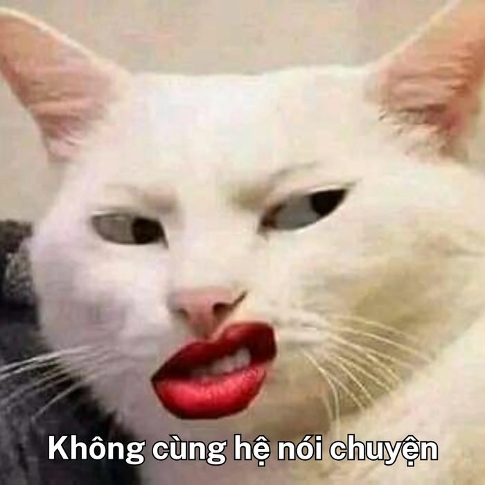 meme mèo khinh bỉ cực gắt 