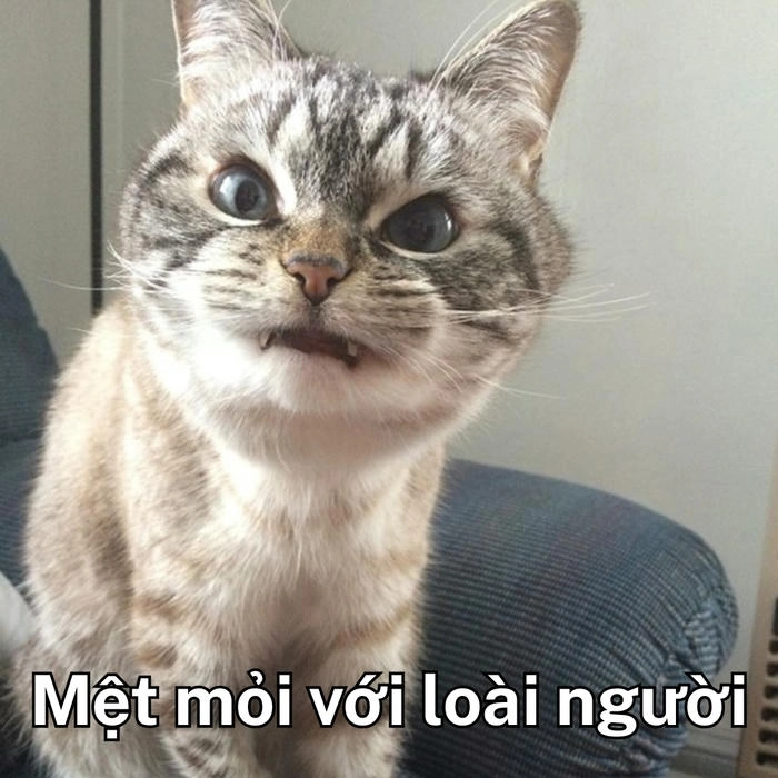 mèo khinh bỉ meme mặt lạnh 