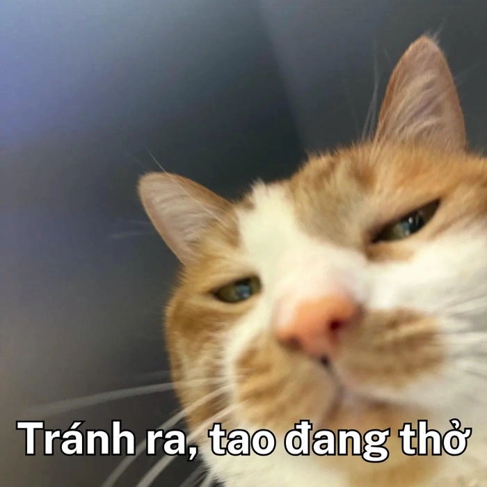 meme mèo cười khinh kiểu châm biếm 