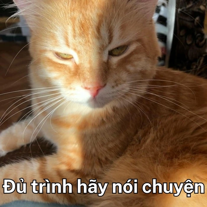 meme mèo nhìn khinh bỉ cực chất 