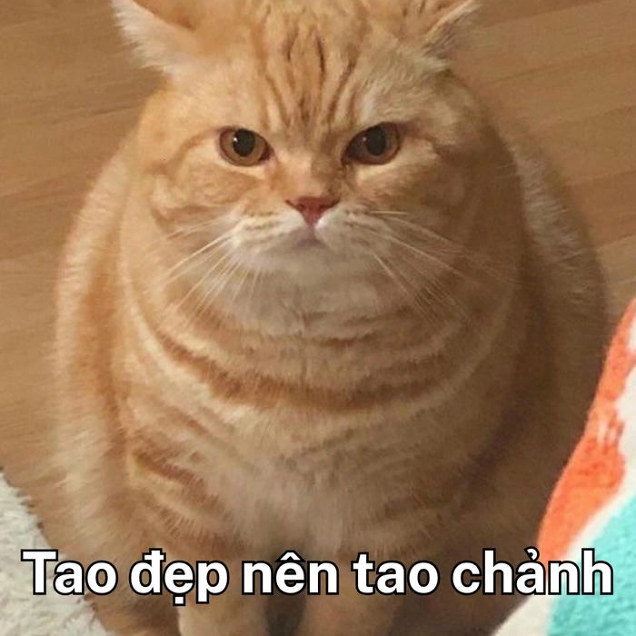 meme con mèo khinh bỉ đầy thái độ 