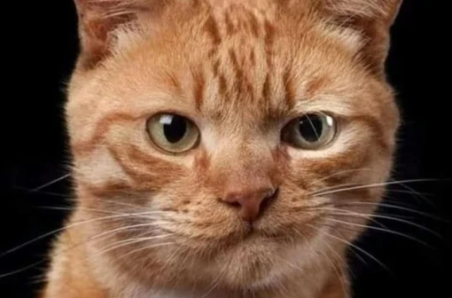 145+ ảnh meme mèo khinh bỉ nhếch mép dùng để comment dạo