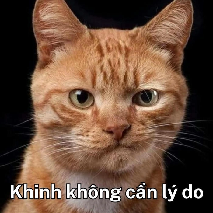 meme mèo cười khinh bỉ kiểu đểu 