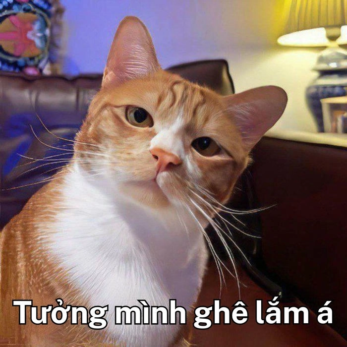 meme mặt mèo khinh bỉ nhìn xa xăm 