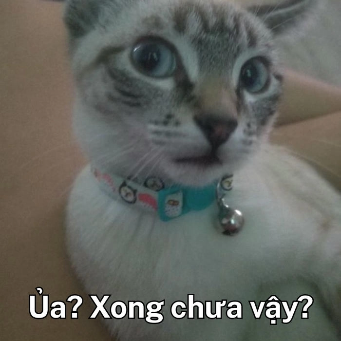 ảnh meme mèo khinh bỉ với ánh mắt sắc lẹm 