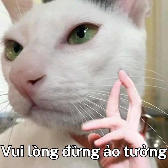 meme con mèo khinh bỉ chất chơi 
