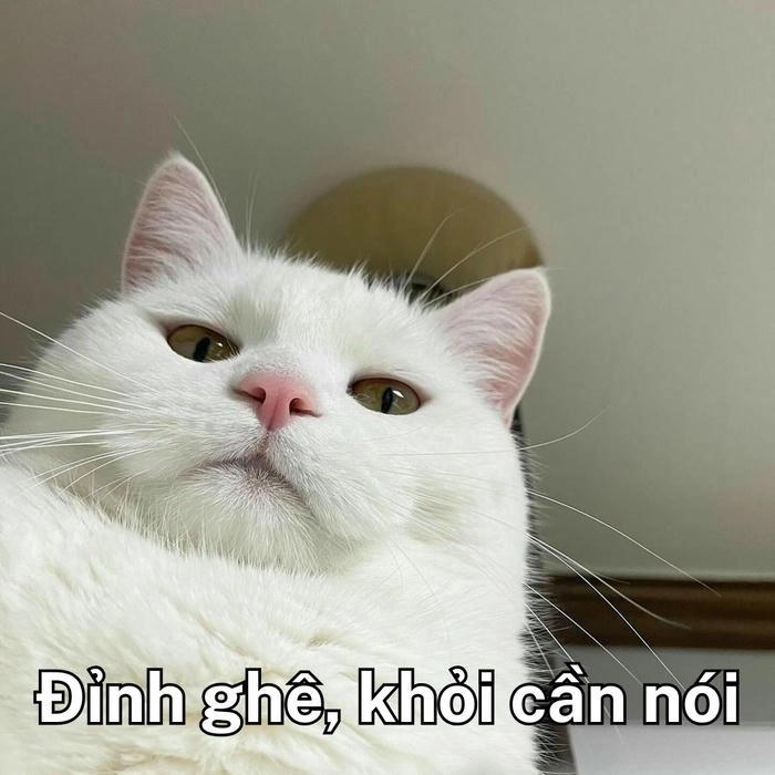 meme mèo khinh bỉ ngầu lòi 