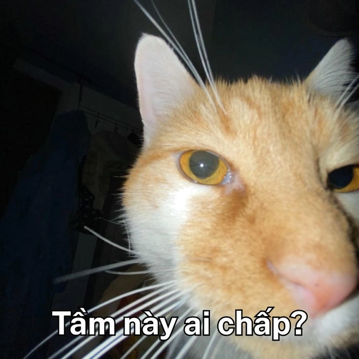 meme mèo khinh bỉ kiểu thượng đẳng 