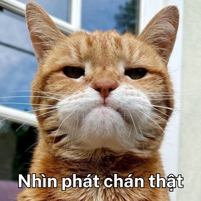 mèo khinh bỉ meme ánh mắt sát thương 