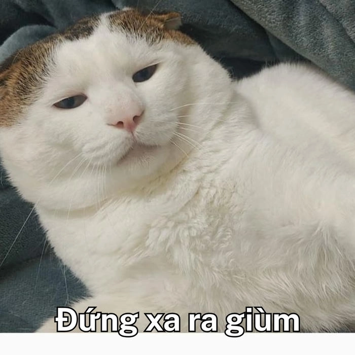 meme mèo cười khinh phong cách cà khịa 
