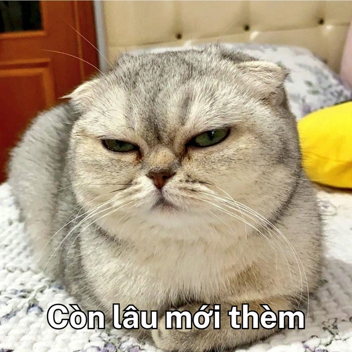 meme mèo cười khinh bỉ kiểu khinh thường 