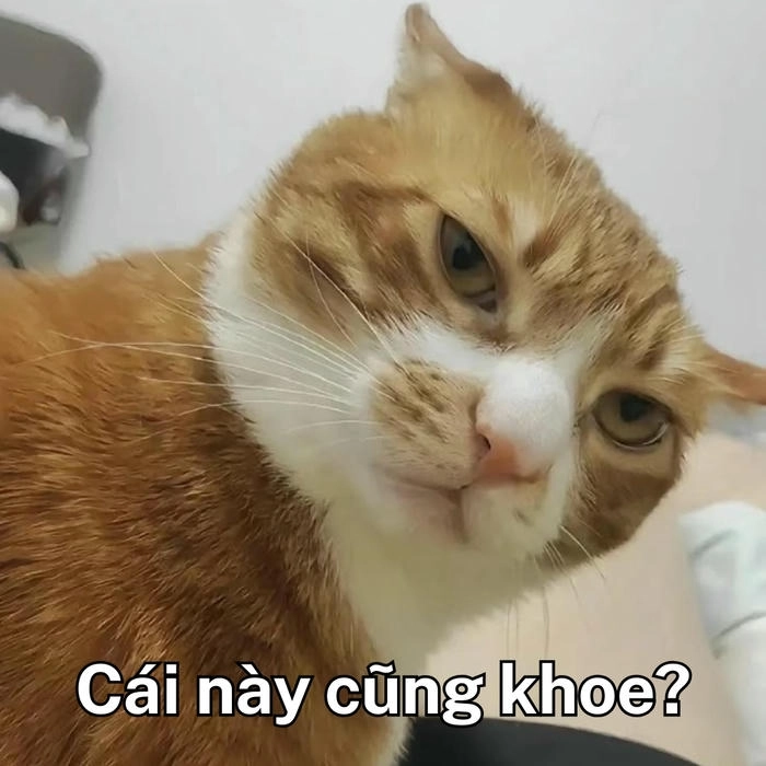 meme mặt mèo khinh bỉ lạnh lùng mà hài 