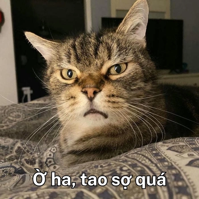 ảnh meme mèo khinh bỉ mang tính mỉa mai 