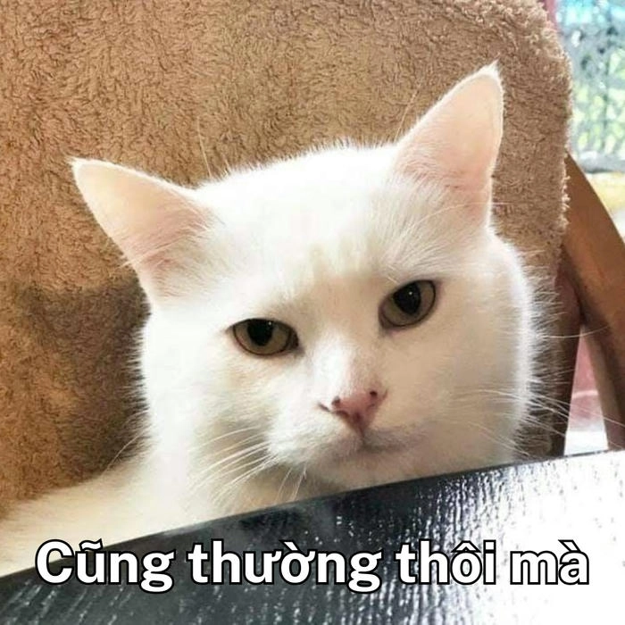 meme con mèo khinh bỉ kiểu boss mèo 