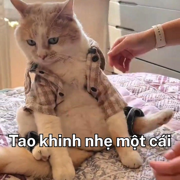 mèo khinh bỉ meme chế cười 
