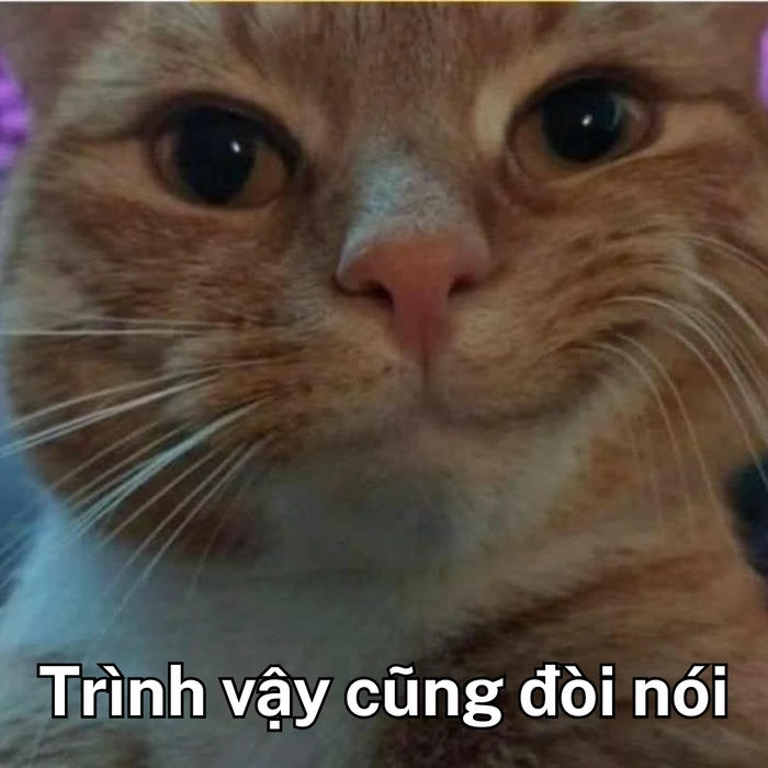 meme mèo cười khinh chê bai 