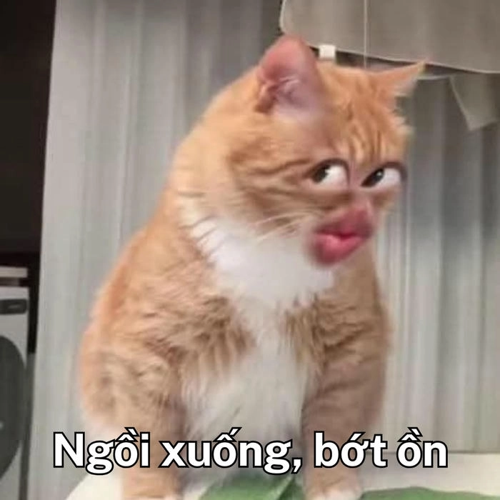 meme con mèo khinh bỉ hài 