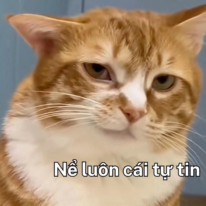 meme mèo cười khinh bỉ chất 