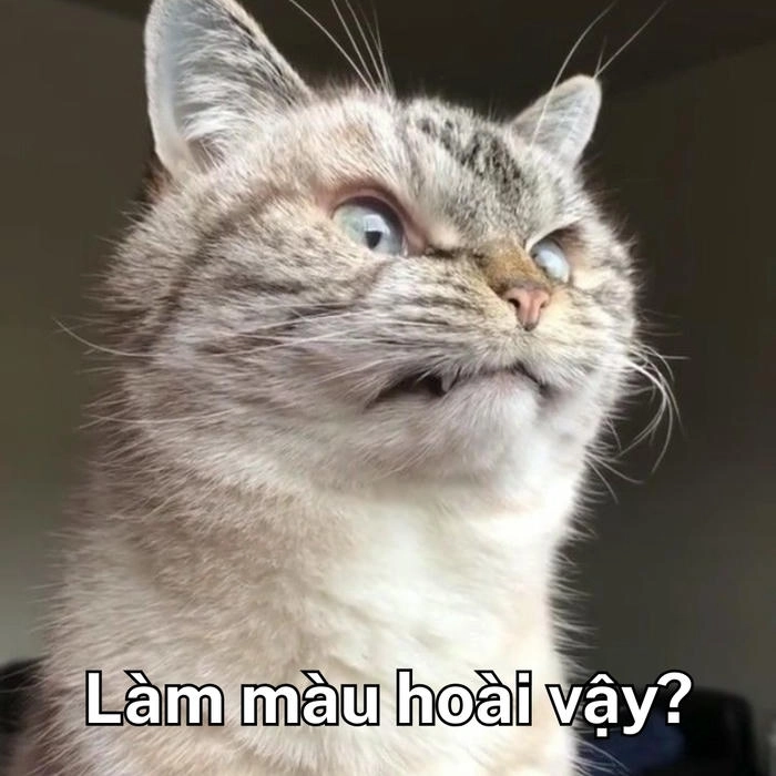 meme mèo nhìn khinh bỉ kiểu lạnh lùng 