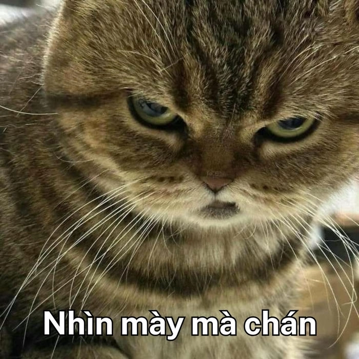 meme mặt mèo khinh bỉ hài hước 