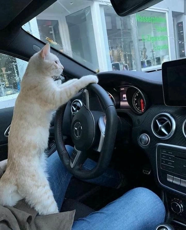 meme mèo lái xe ảnh chế 