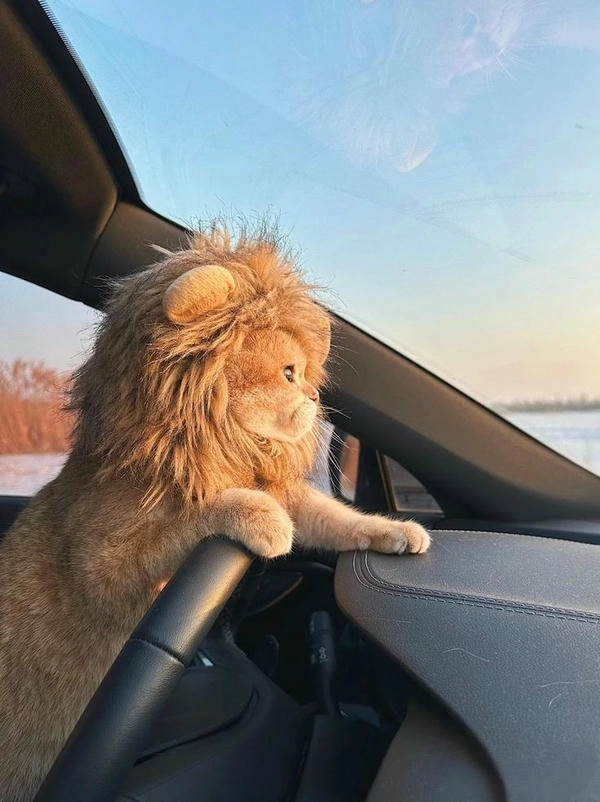 meme con mèo lái xe cười xỉu 