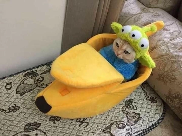 meme con mèo lái xe dễ thương 