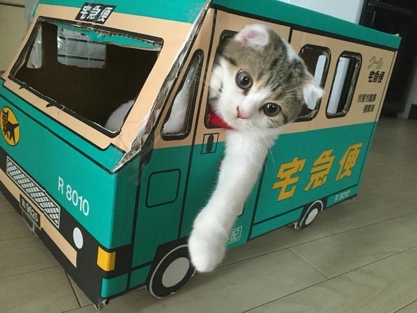 meme mèo lái xe độc đáo 