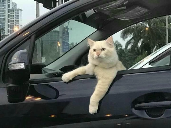 meme con mèo lái xe chế hài 