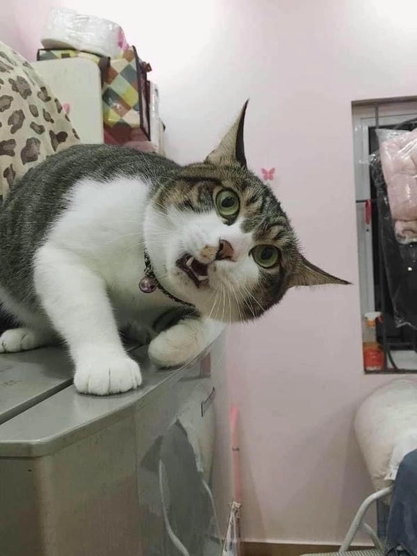 meme mèo ngạc nhiên dễ thương 