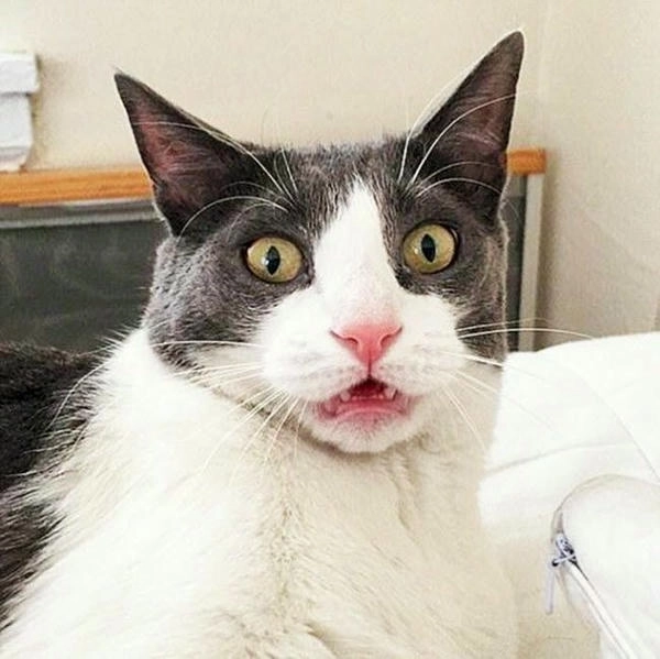 meme mèo há mồm ngạc nhiên ấn tượng 