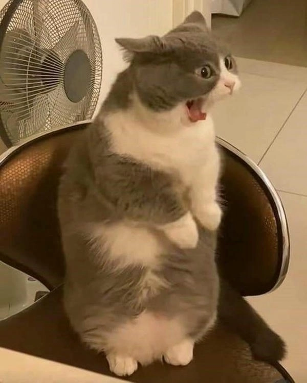 ảnh meme mèo ngạc nhiên độc đáo 
