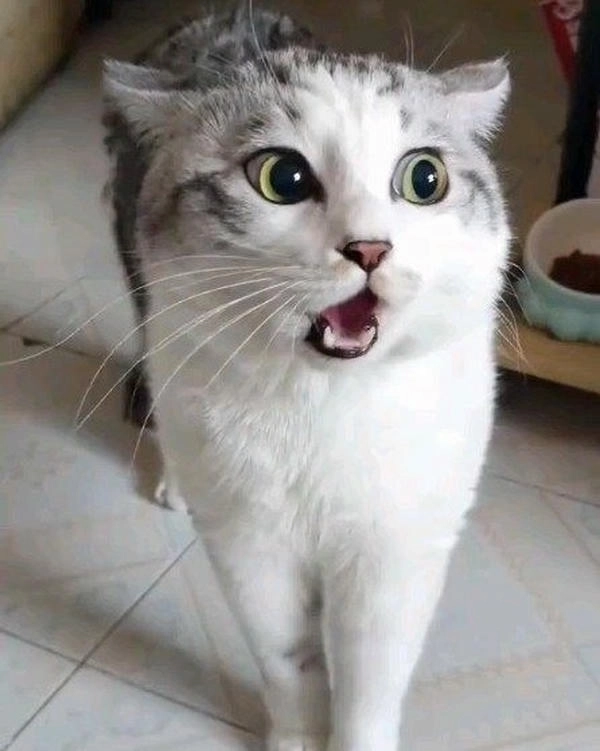 mèo ngạc nhiên meme hot trend 