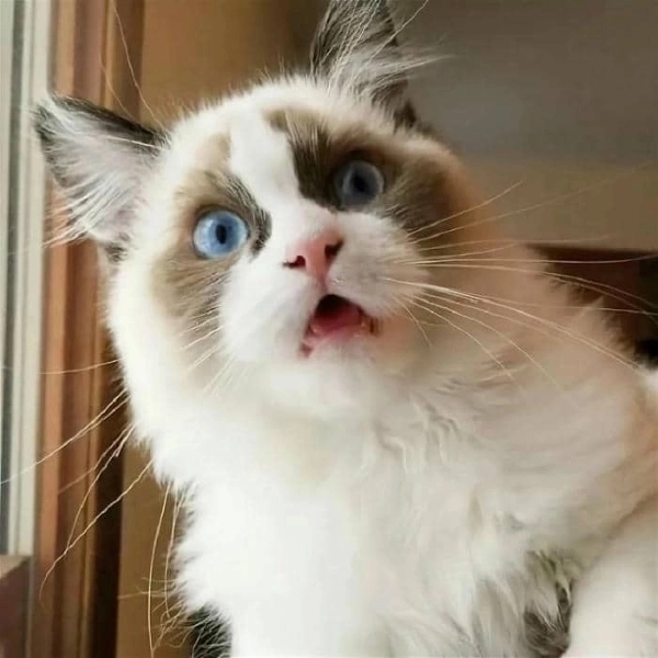 ảnh meme mèo ngạc nhiên viral 