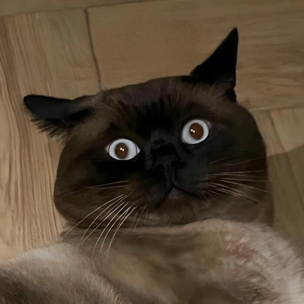 meme mèo ngạc nhiên meme mới nhất 