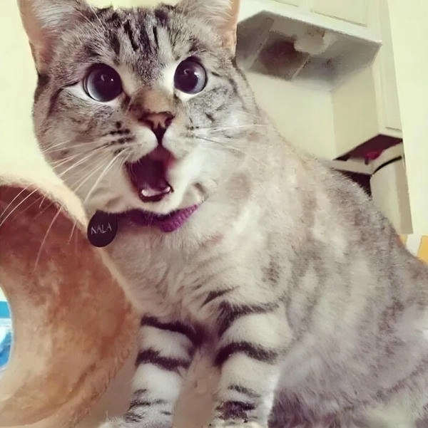 mèo ngạc nhiên meme phản ứng bá đạo 
