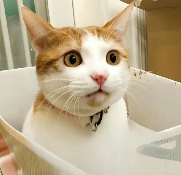 ảnh meme mèo ngạc nhiên đang thịnh hành 