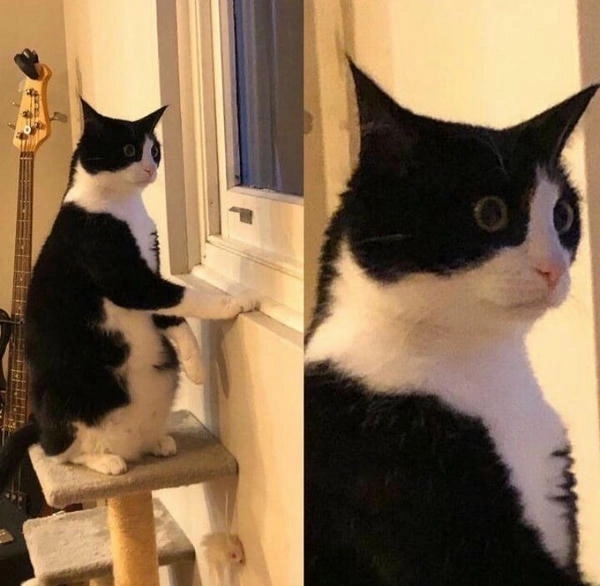 meme mèo há mồm ngạc nhiên nổi bật 