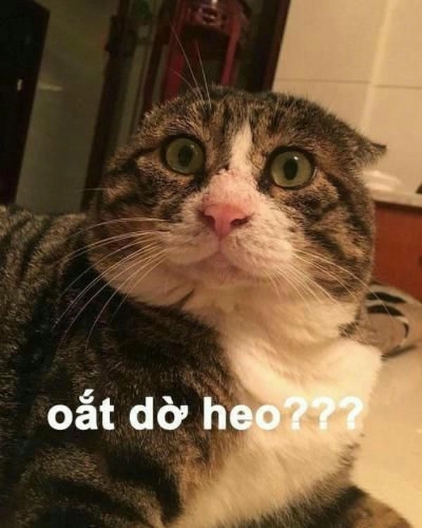ảnh meme mèo ngạc nhiên dùng làm ảnh đại diện 