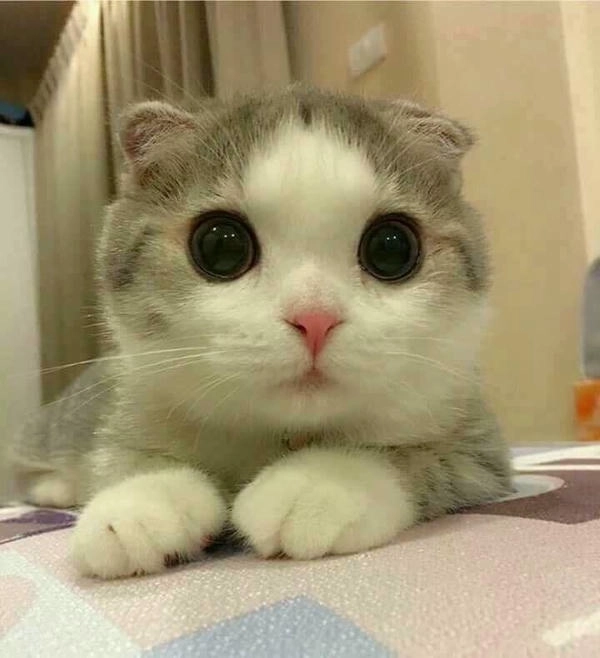 meme con mèo ngạc nhiên biểu cảm hài 