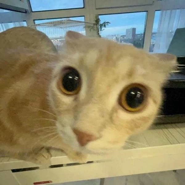 meme con mèo ngạc nhiên biểu cảm 