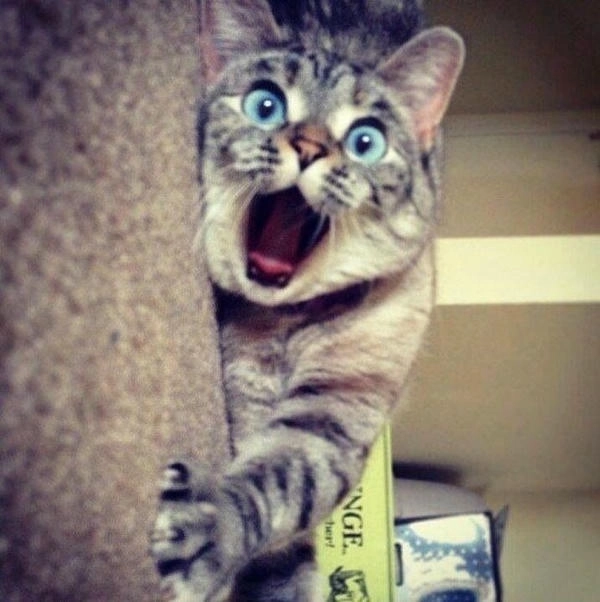 meme mèo ngạc nhiên cười xỉu 
