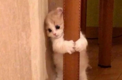 Bộ 161+ ảnh meme mèo ngại hài hước làm bạn cười nghiêng ngả