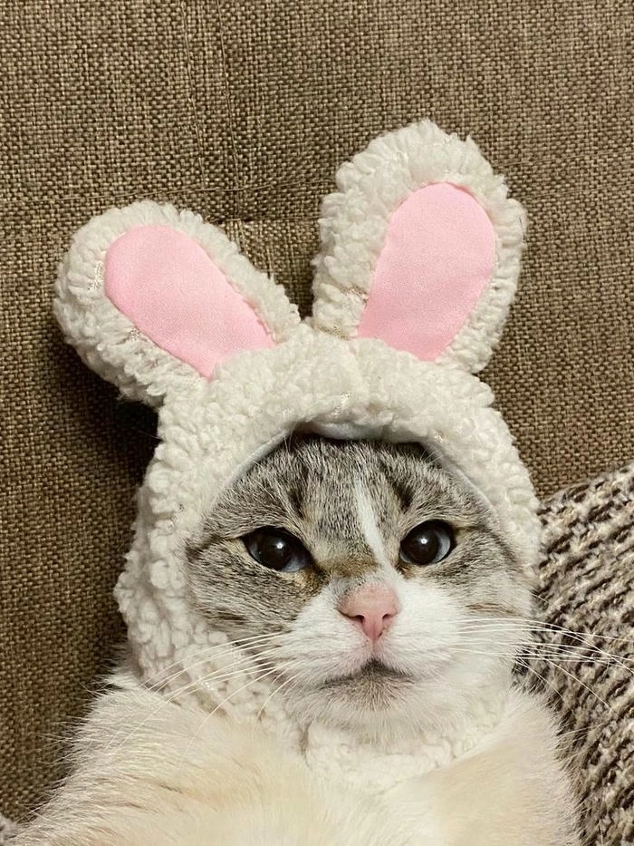 meme con mèo ngơ ngác cute