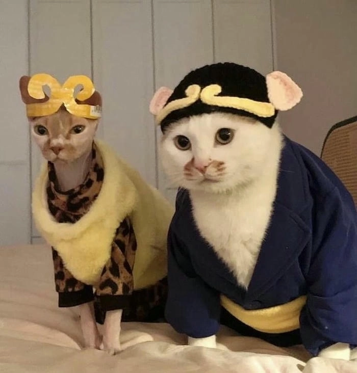 ảnh meme mèo ngơ ngác cute
