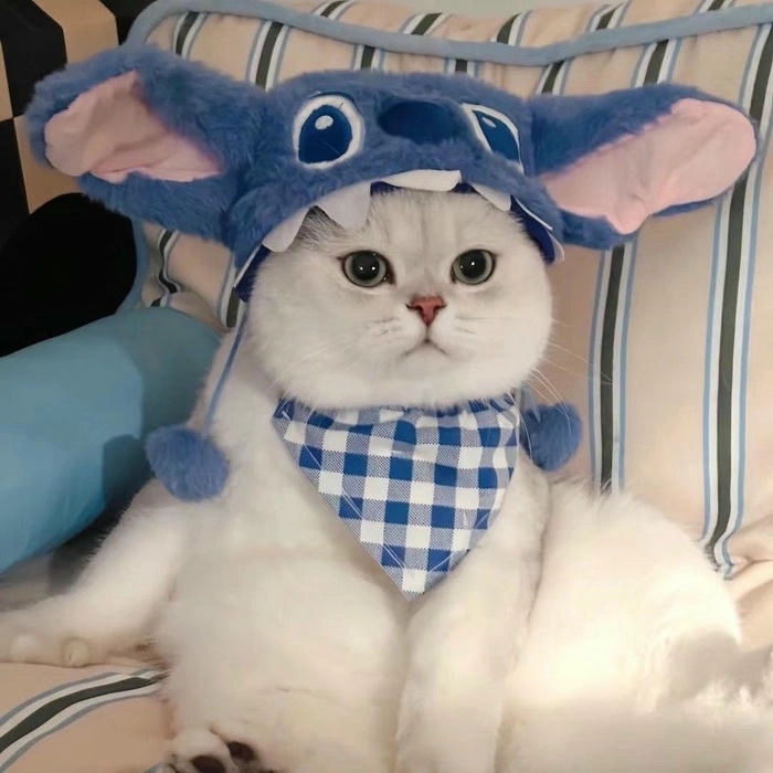 meme mèo ngơ ngác cute