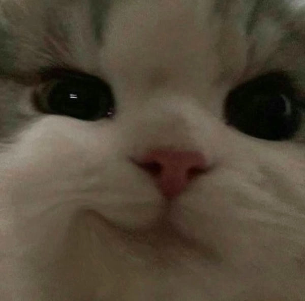 meme mèo nhếch mép hài hước 