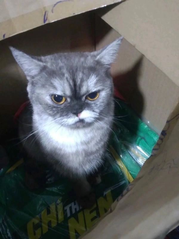 meme mèo cười nhếch mép hài 