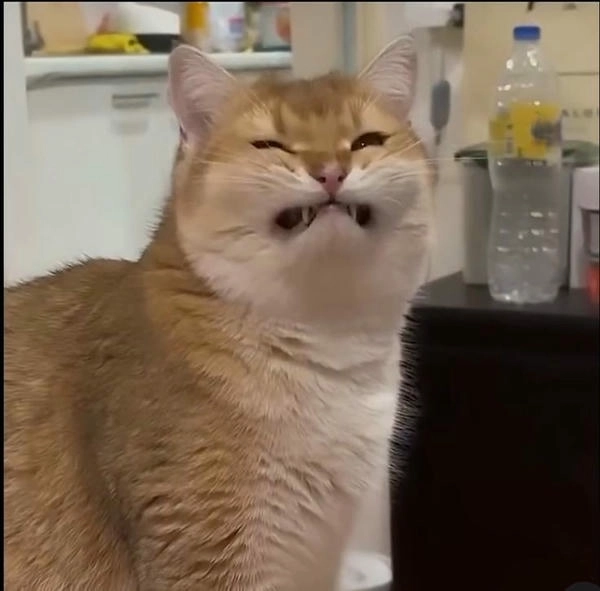 meme mèo cười nhếch mép troll 